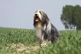 BEARDED COLLIE 237